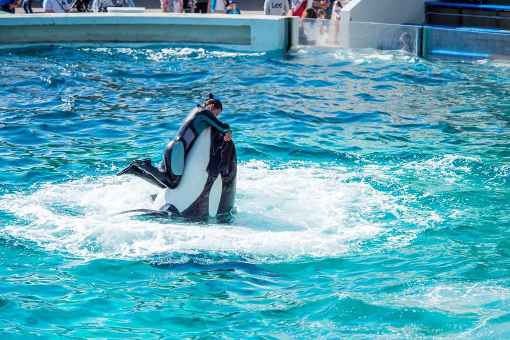 Kamogawa Sea World Hotel Servizi foto